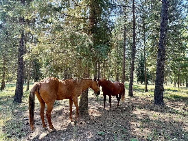 pasture | Image 51