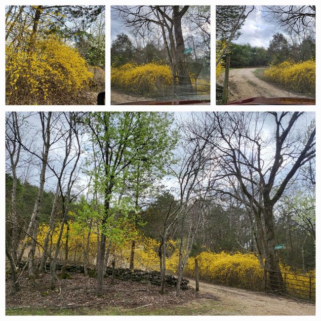love the spring forsythia! | Image 62