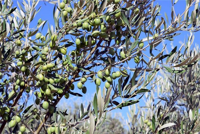 Olive Tree | Image 28