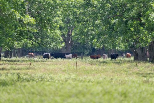 2640 County Road 107, Boling, TX, 77420-9830 | Card Image