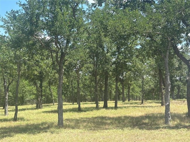 View of local wilderness | Image 4