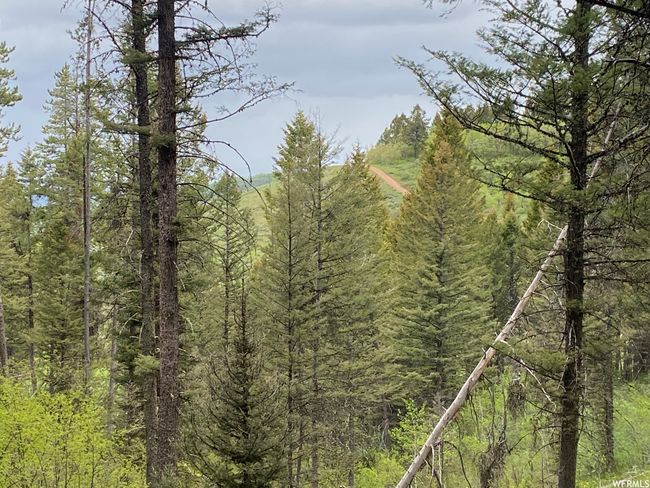 View of local wilderness | Image 54