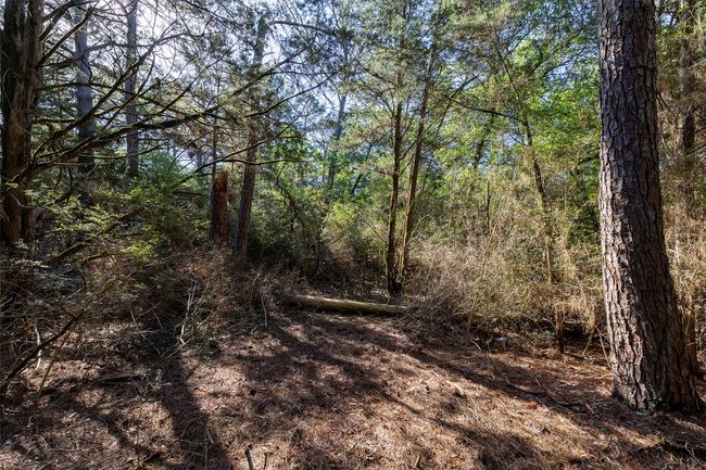 View of wooded area | Image 17