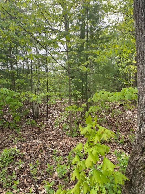 VL Oakridge Drive, Billings Township, MI, 48612 | Card Image