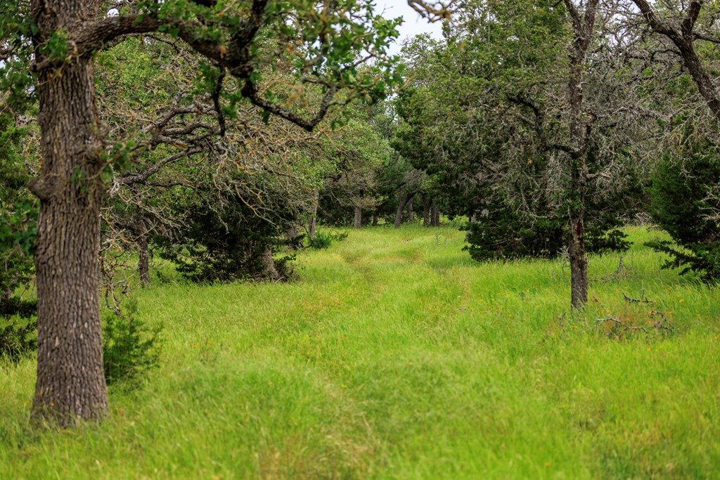 Farm in Kerrville 3