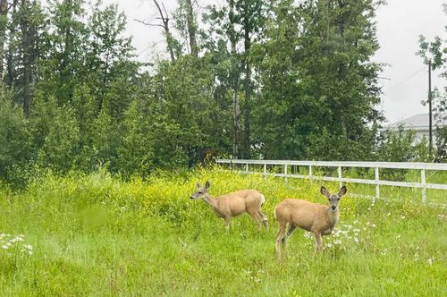 5420 Davies Street, Innisfail, AB, T4G1E3 | Card Image