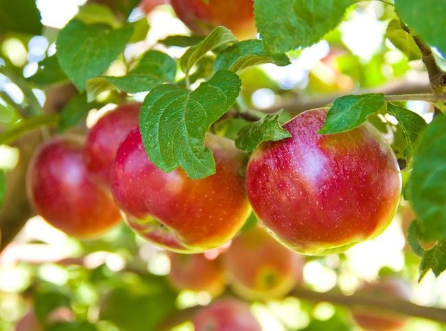 Orchard already established | Image 51