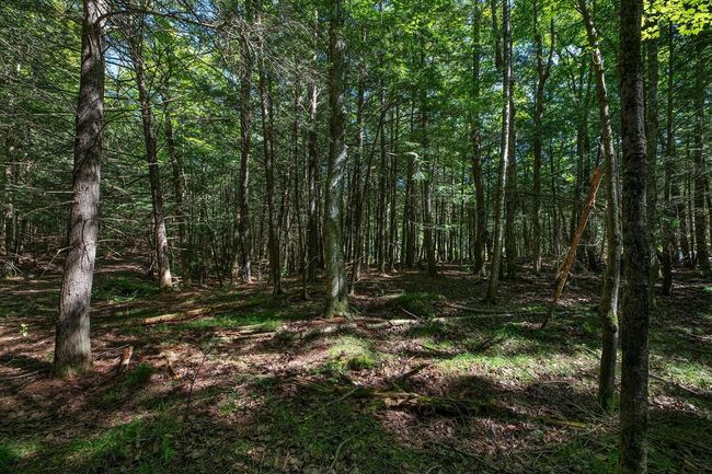 Lot 2 E Amber Lake Rd, Home with 0 bedrooms, 0 bathrooms and null parking in Lac du Flambeau WI | Image 20