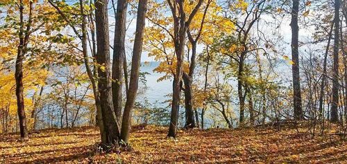 TBD Lot 19 Ni Gig Trail, Cass Lake, MN, 56633 | Card Image