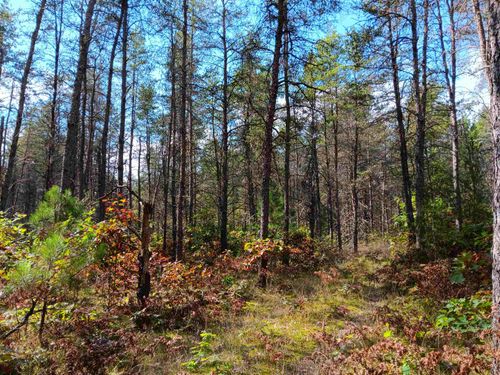 1433 S Peacock Trl, Baldwin, MI, 49304 | Card Image