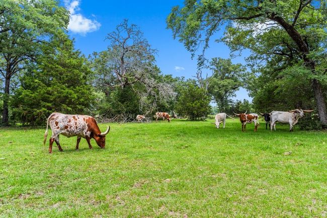 This property has great sandy loam soil and grass to support free range livestock. | Image 45