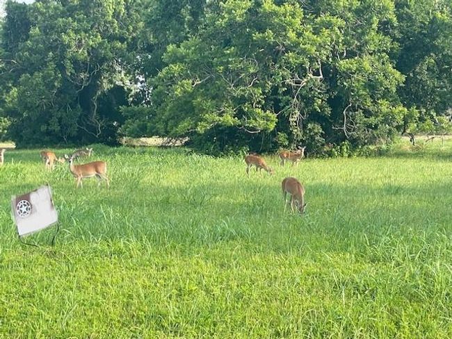 wildlife roam free | Image 6
