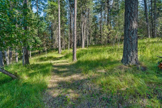View of woods | Image 68