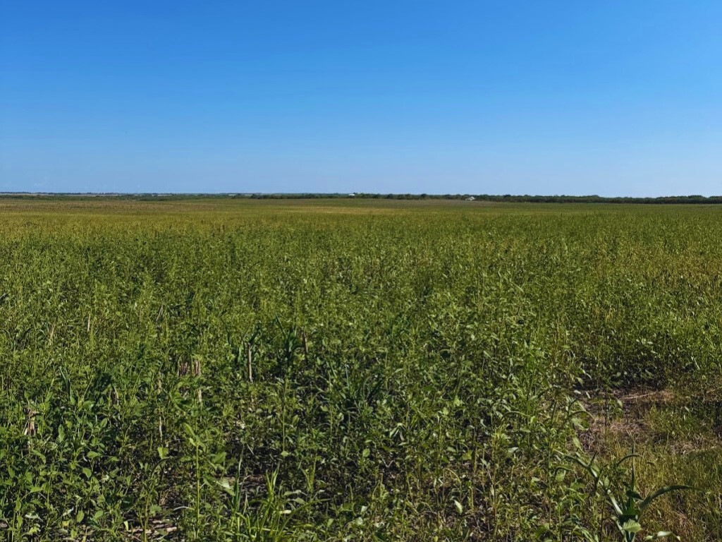 Land in Kingsville