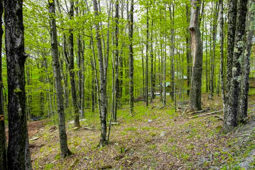 99 Fern Ln, Davis, WV, 26260-8357 | Card Image