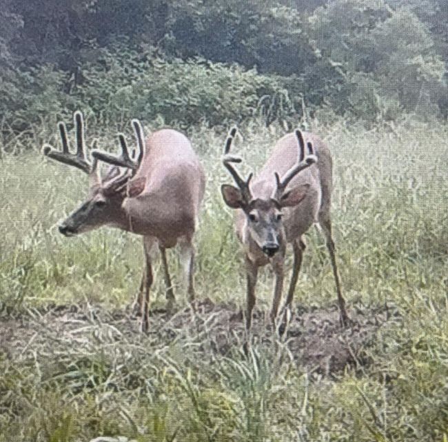 From property cameras | Image 15