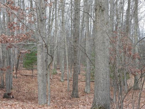 LOTS 10, 11, 12 Findley, Lyon Township, MI, 48653 | Card Image