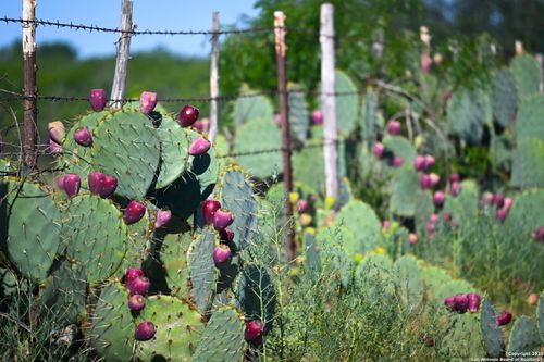 LOT 36 Sadler Rd, Bigfoot, TX, 78005 | Card Image