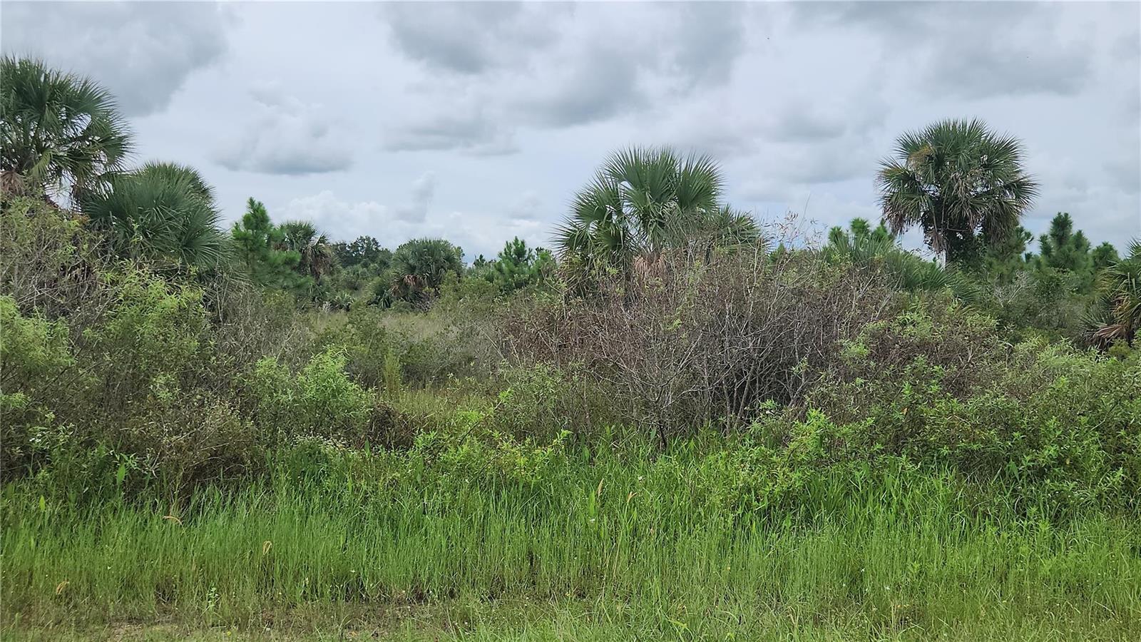 Other in Okeechobee 2