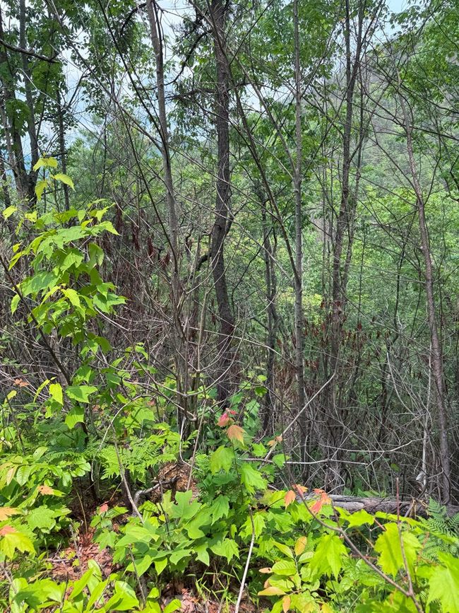 88 acres Bolden Branch Rd, Home with 0 bedrooms, 0 bathrooms and null parking in Andrews NC | Image 27