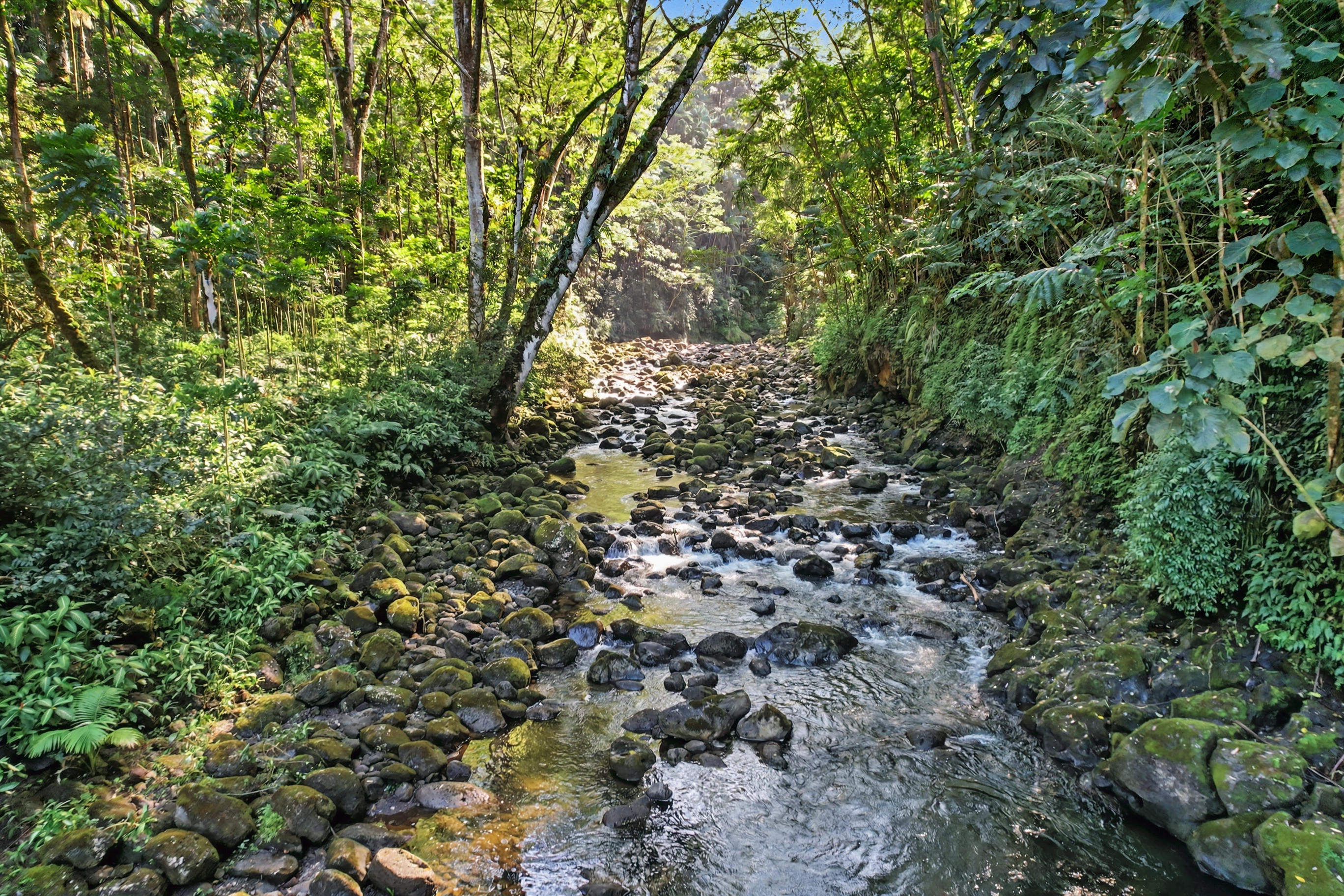 Land in Honomu 2