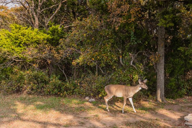 Friendly neighborhood deer are common in The Cliffs. | Image 4