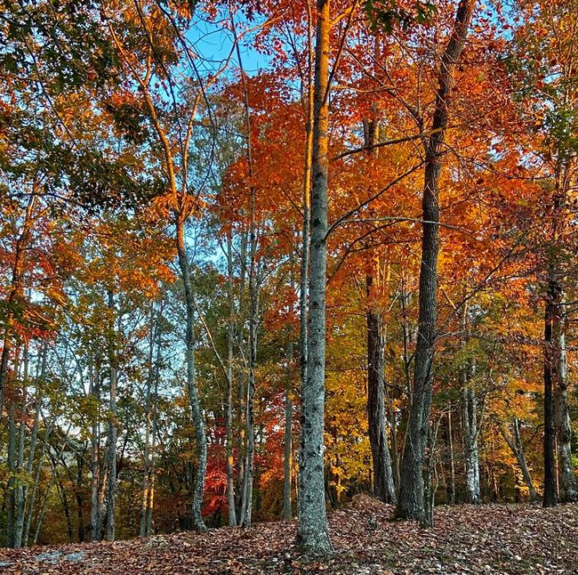 #114 Eagles Vw, Home with 0 bedrooms, 0 bathrooms and null parking in Hayesville NC | Image 19