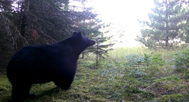 Bear | Image 44