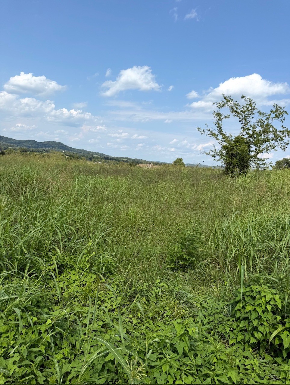 Land in Gallatin 3