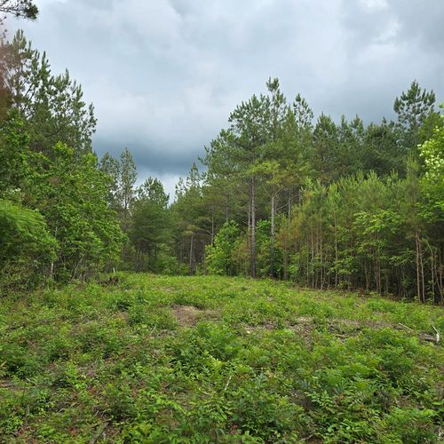Lot 11 Holly Woods, Robbins, TN, 38562 | Card Image