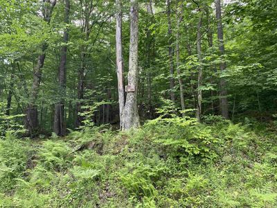 Lot 25 Old Black Bear Trail Drive, Home with 0 bedrooms, 0 bathrooms and null parking in Davis WV | Image 1