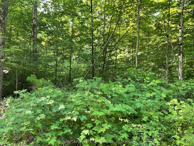 0 County Rd 511, Home with 0 bedrooms, 0 bathrooms and null parking in Lanark ON | Image 9