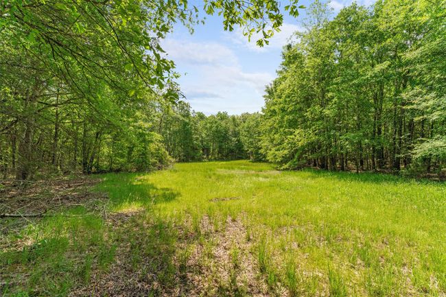 View of nature with a forest view | Image 7
