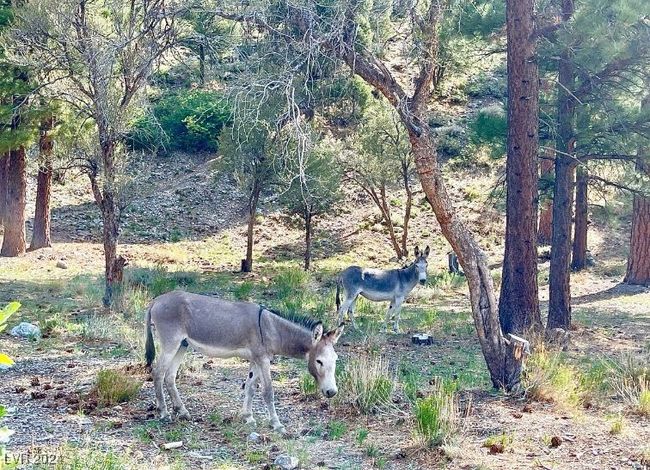 MT. CHARLESTON AREA - Wildlife | Image 37