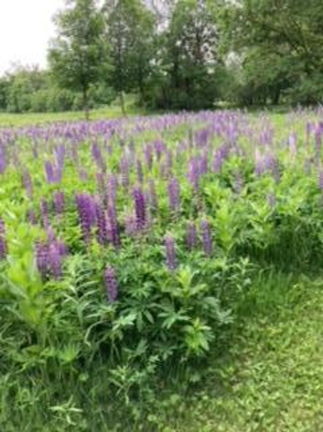 Spring Flowers | Image 17