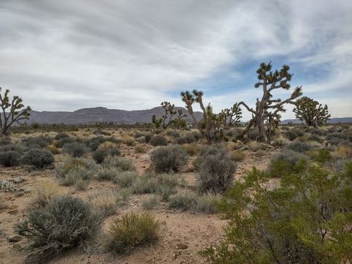27402 N Peach Dr, Meadview, AZ, 86444 | Card Image