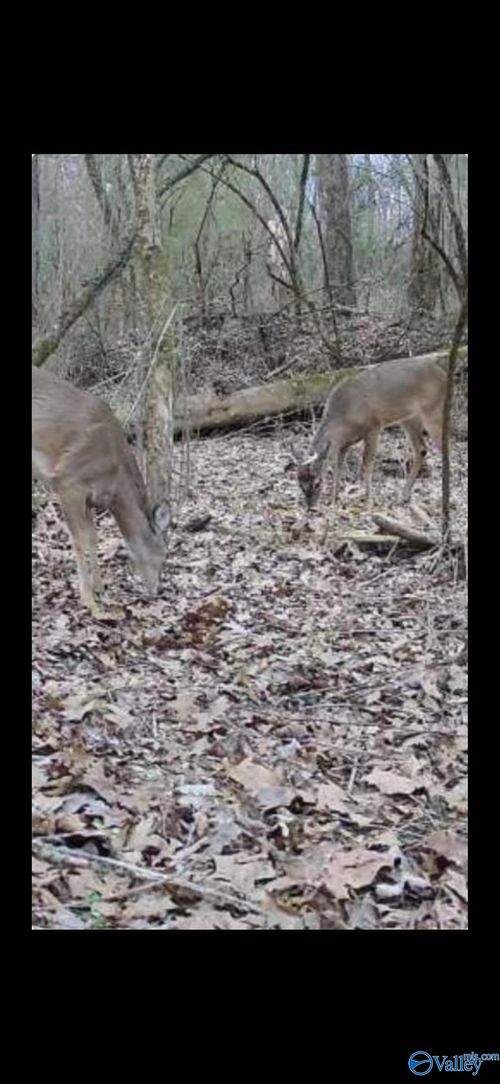 0-21.6 Holly Dr, Rainbow City, AL, 35906-3512 | Card Image