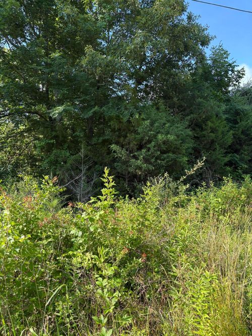 6 Old Furnace Rd, Tellico Plains, TN, 37385 | Card Image