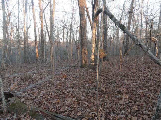 313 Mayapple Rd, Home with 0 bedrooms, 0 bathrooms and null parking in Harriet AR | Image 8