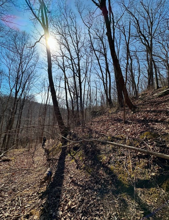 0 Middle Ridge Rd, Home with 0 bedrooms, 0 bathrooms and null parking in Beersheba Springs TN | Image 16