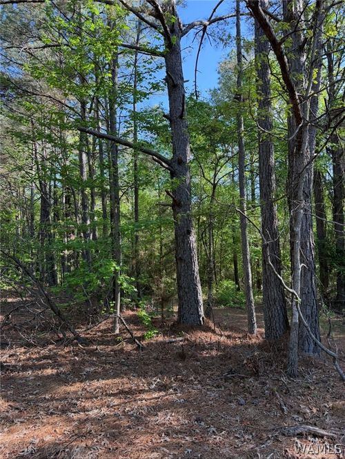 0 Old Highway 18, Vernon, AL, 35592 | Card Image