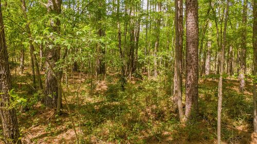 1723 Pineview Ln, Hideaway, TX, 75771-5319 | Card Image