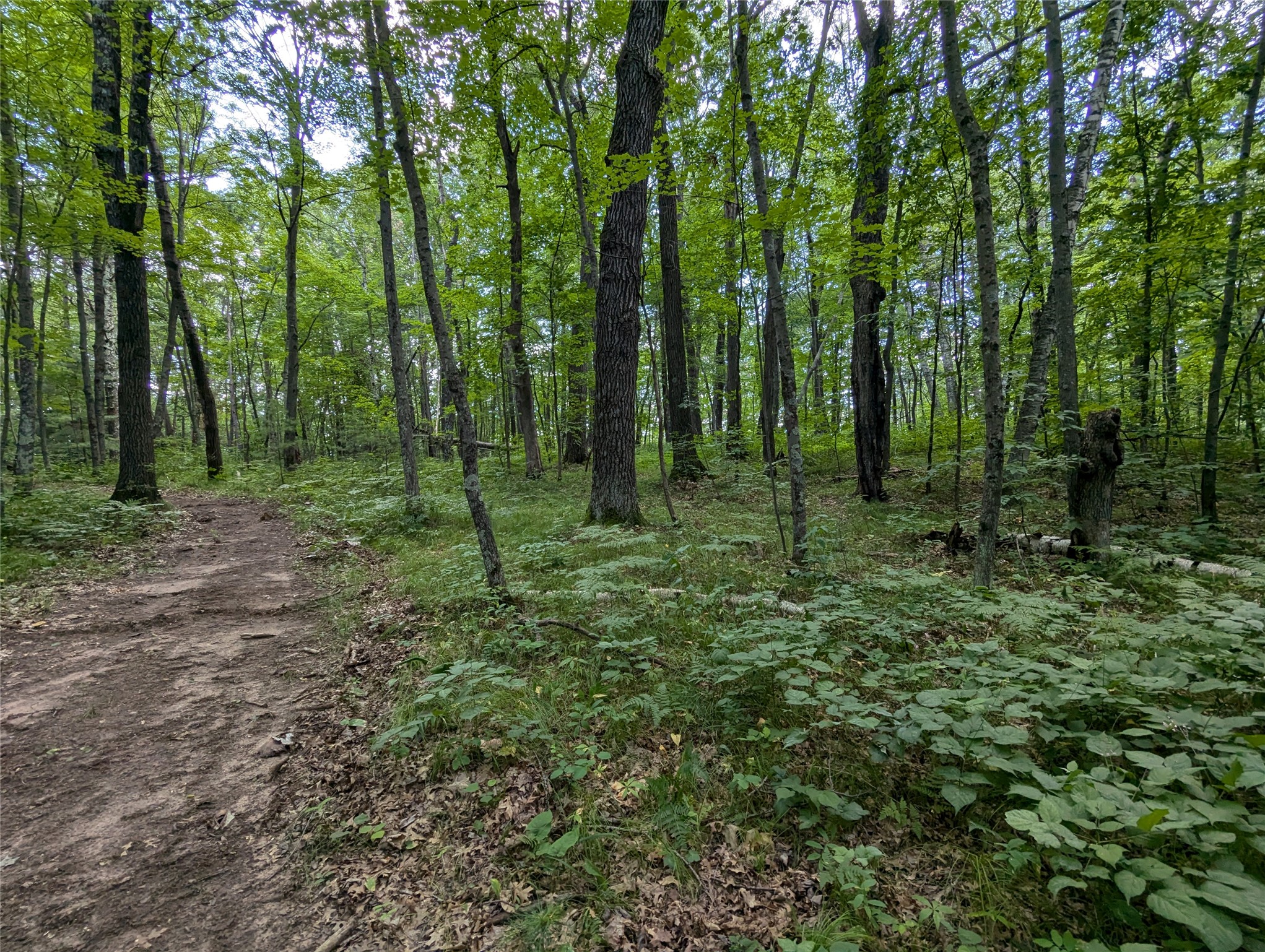 Land in Webster 4