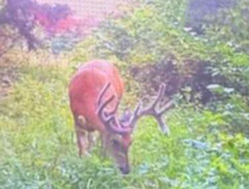 12257 Y-521 Road, Ava, MO, 65608 | Card Image