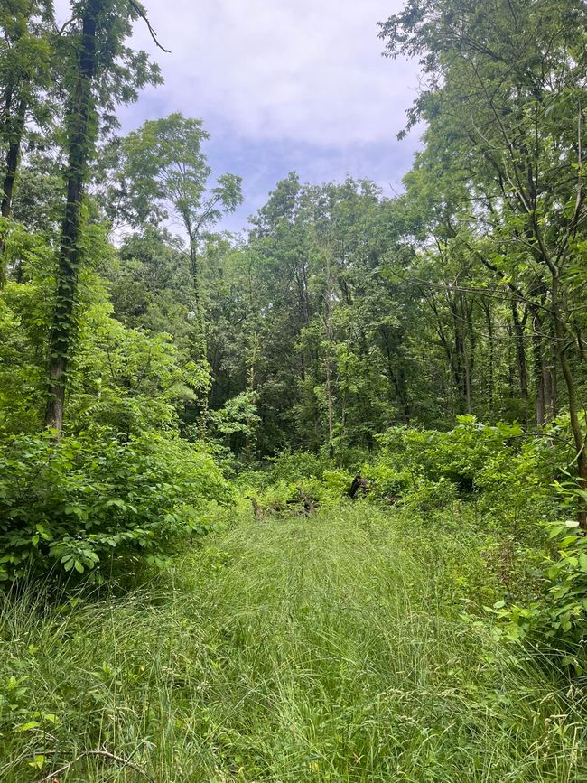 667 Pierce Rd, Home with 0 bedrooms, 0 bathrooms and null parking in Plainwell MI | Image 6