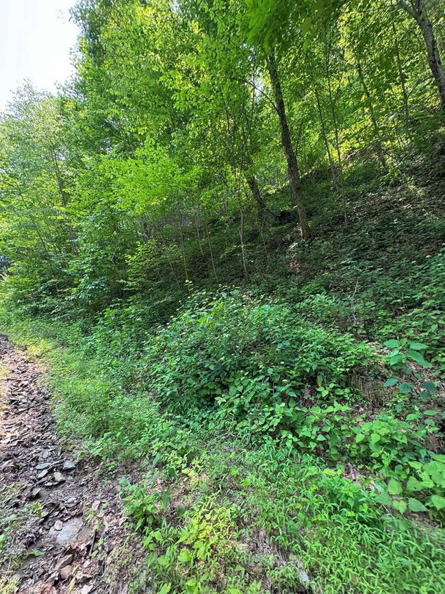 88 acres Bolden Branch Rd, Home with 0 bedrooms, 0 bathrooms and null parking in Andrews NC | Image 11