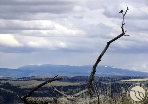 nhn Wild Turkey Rdg, Columbus, MT, 59019 | Card Image