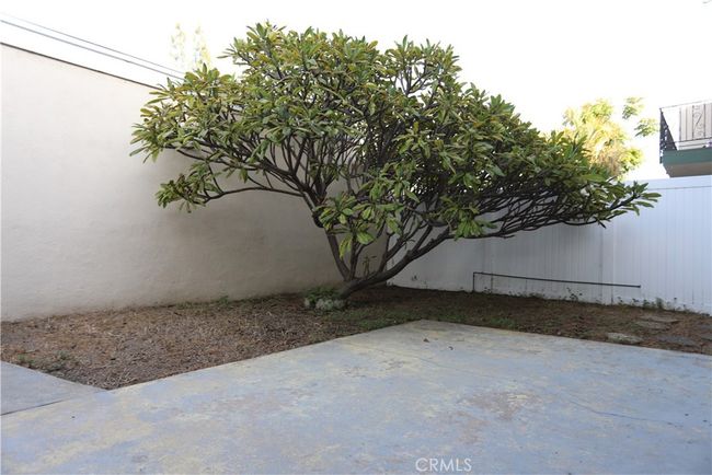 Backyard - Plumeria Tree | Image 17