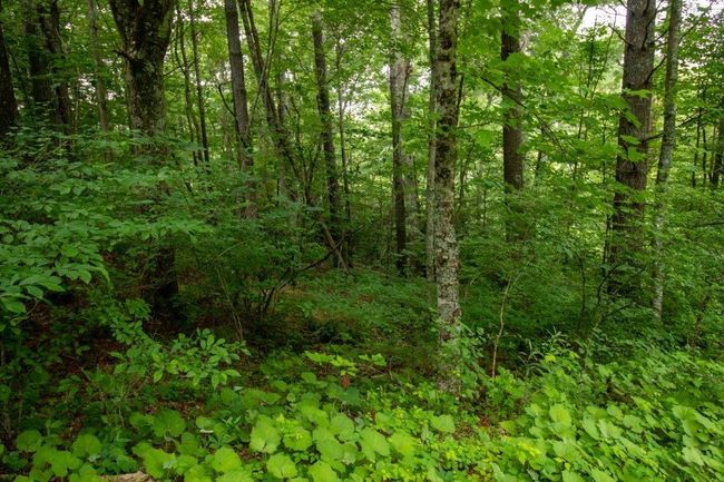 Lot 28 Manor House Dr, Home with 0 bedrooms, 0 bathrooms and null parking in Laurel Fork VA | Image 4