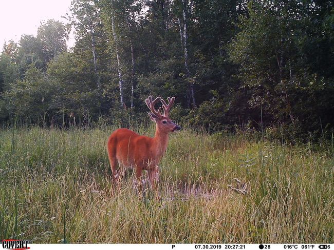 Wildlife 1 Deer | Image 44